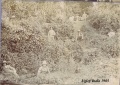 Ugley India 1905- Bushes.jpg
