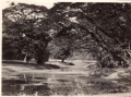Calcutta. Botanical Garden.jpg