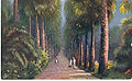 Calcutta -Palm Avenue, Botanical Gardens..jpg