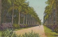 Palm Avenue Botanical Gardens Calcutta.jpg