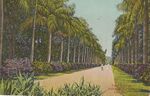 Thumbnail for File:Palm Avenue Botanical Gardens Calcutta.jpg