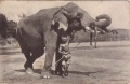 Ceylon Elephant.JPG