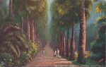 Thumbnail for File:Calcutta Palm Avenue Botanical Gardens.jpg