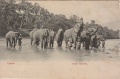 Ceylon Elephants.JPG